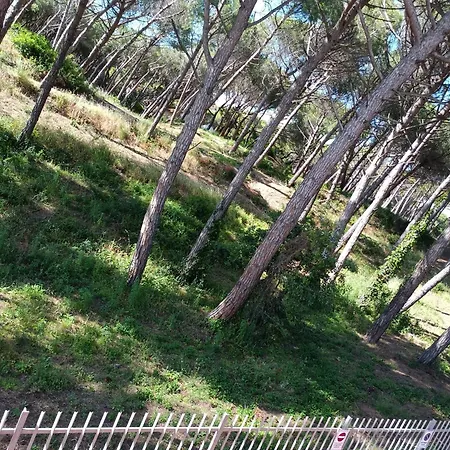 Apartment Bibbona Summer - Pineta 1 -